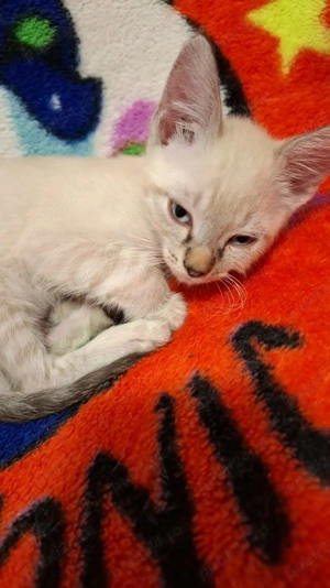 Vând pisici urgent ! - imagine 2 Vând pisici urgent ! - imagine 2