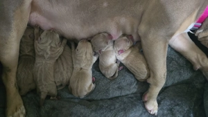 American Bully Pui fete si baieti