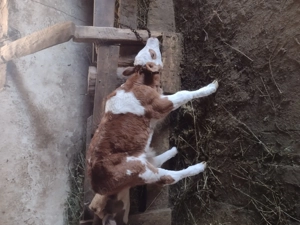 Vând doi tăurași baltați - imagine 2