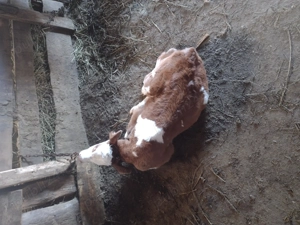 Vând doi tăurași baltați - imagine 4