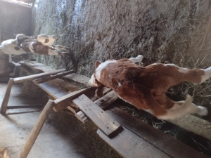 Vând doi tăurași baltați - imagine 3