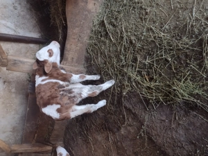 Vând doi tăurași baltați - imagine 5