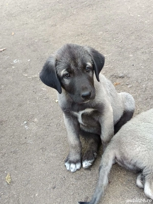 Vînd căței rasa Kangal 