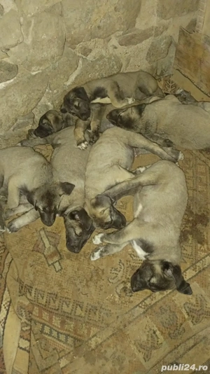 Vînd căței rasa Kangal  - imagine 2 Vînd căței rasa Kangal  - imagine 2