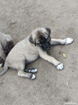 Vînd căței rasa Kangal  - imagine 4 Vînd căței rasa Kangal  - imagine 4