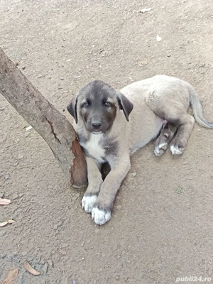 Vînd căței rasa Kangal  - imagine 3 Vînd căței rasa Kangal  - imagine 3