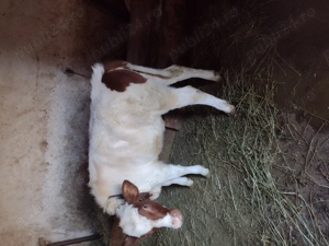 Vând vițea de 4luni . - imagine 2