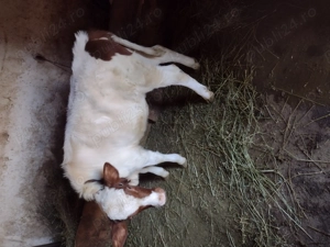 Vând vițea de 4luni .