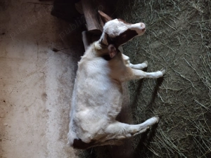 Vând vițea de 4luni . - imagine 3