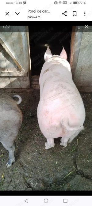 Porci de carne crescuți bio 