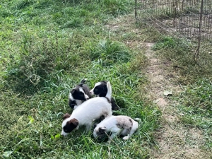 Căței border collie - imagine 3