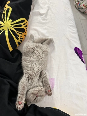 Baietel brittish shorthair  - imagine 2 Baietel brittish shorthair  - imagine 2