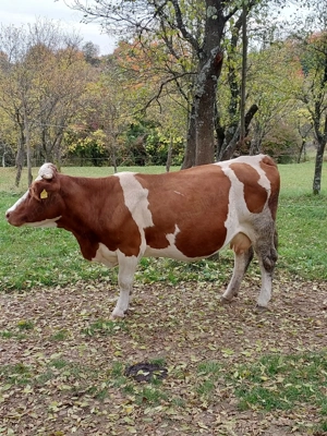 Bălţată românească 7 ani - imagine 3