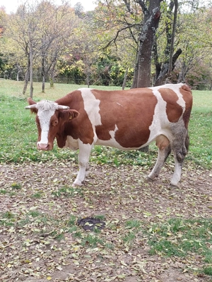 Bălţată românească 7 ani