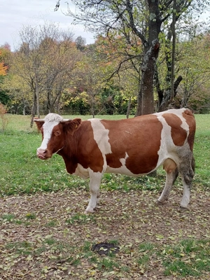 Bălţată românească 7 ani - imagine 2