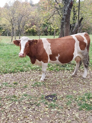 Bălţată românească 7 ani - imagine 4