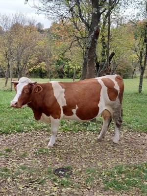 Bălţată românească 7 ani - imagine 5