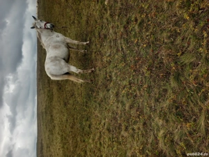 vand Iapă de 12 ani foarte blânda trage bine sta la potcovit cu acte în regulă - imagine 3 vand Iapă de 12 ani foarte blânda trage bine sta la potcovit cu acte în regulă - imagine 3