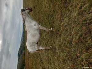 vand Iapă de 12 ani foarte blânda trage bine sta la potcovit cu acte în regulă - imagine 2 vand Iapă de 12 ani foarte blânda trage bine sta la potcovit cu acte în regulă - imagine 2