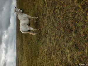 vand Iapă de 12 ani foarte blânda trage bine sta la potcovit cu acte în regulă