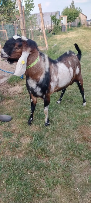 Iedute de vânzare  - imagine 2