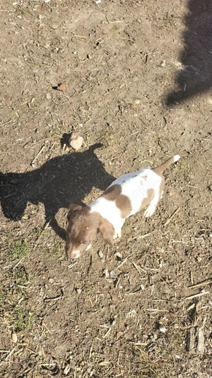 De vanzare - imagine 5 De vanzare - imagine 5