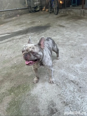 Disponibil Mascul Bulldog francez 