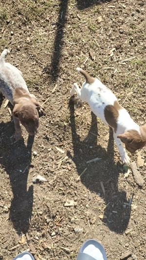 De vanzare - imagine 3 De vanzare - imagine 3