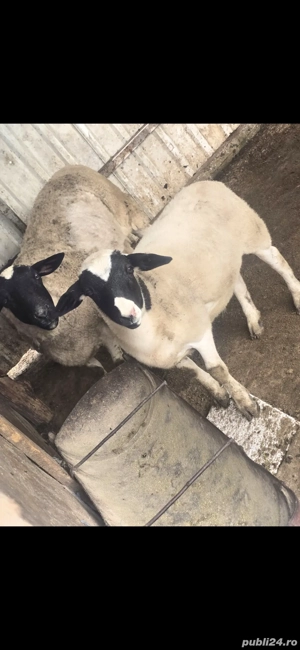 vand 4 oi carabas si una dorper cu miel berbecut in varsta de 2 luni junate  - imagine 3 vand 4 oi carabas si una dorper cu miel berbecut in varsta de 2 luni junate  - imagine 3