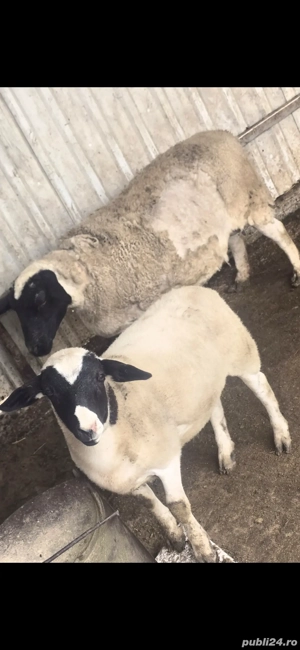 vand 4 oi carabas si una dorper cu miel berbecut in varsta de 2 luni junate  - imagine 2 vand 4 oi carabas si una dorper cu miel berbecut in varsta de 2 luni junate  - imagine 2