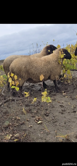 vand 4 oi carabas si una dorper cu miel berbecut in varsta de 2 luni junate  - imagine 5 vand 4 oi carabas si una dorper cu miel berbecut in varsta de 2 luni junate  - imagine 5