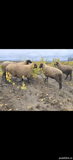 vand 4 oi carabas si una dorper cu miel berbecut in varsta de 2 luni junate  - imagine 4 vand 4 oi carabas si una dorper cu miel berbecut in varsta de 2 luni junate  - imagine 4