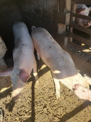 porci de vânzare 