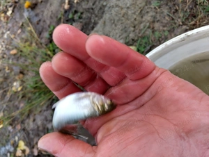 Puiet pește  - imagine 2