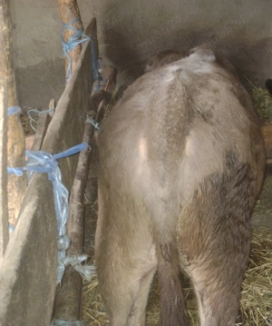 Vând taurasi și vitele 