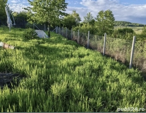 Teren 10 arii extravilan - imagine 4