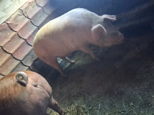 Vând porci detalii la telefon  - imagine 2