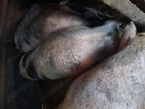 Vând porci Marele Alb  - imagine 5