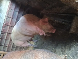 Vând porci detalii la telefon 