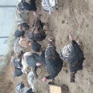 Curcani de vanzare - imagine 2 Curcani de vanzare - imagine 2