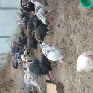 Curcani de vanzare - imagine 3 Curcani de vanzare - imagine 3