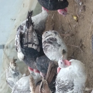 Curcani de vanzare - imagine 4 Curcani de vanzare - imagine 4