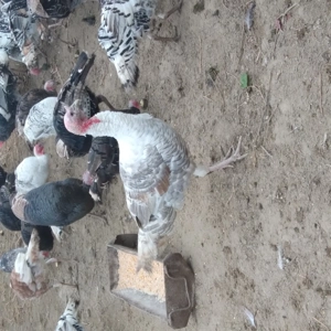 Curcani de vanzare - imagine 5 Curcani de vanzare - imagine 5