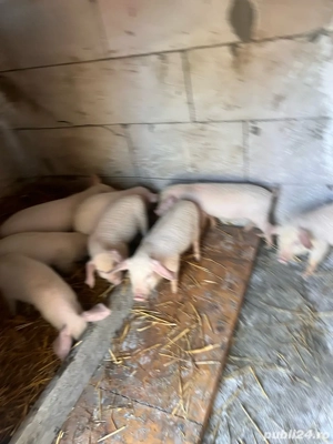 Purcei 2 luni  - imagine 2