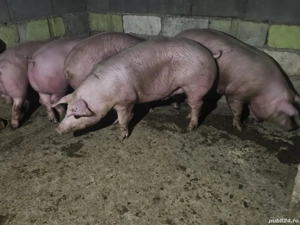 vând porci rasa de carne 130-140-155 kg 4 bucati toți mascul  - imagine 3