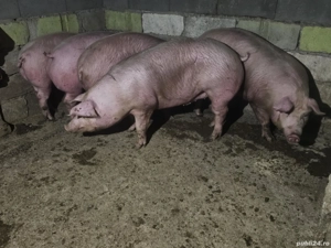 vând porci rasa de carne 130-140-155 kg 4 bucati toți mascul  - imagine 5