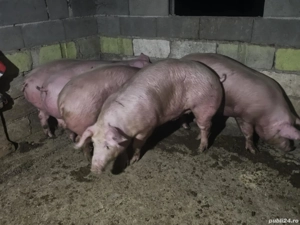 vând porci rasa de carne 130-140-155 kg 4 bucati toți mascul  - imagine 2