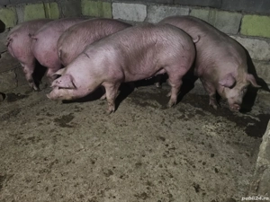vând porci rasa de carne 130-140-155 kg 4 bucati toți mascul  - imagine 4