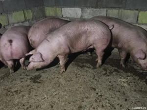 vând porci rasa de carne 130-140-155 kg 4 bucati toți mascul 