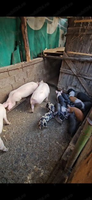 Vând 8 purcei bazna, 4 scrofițe si 4 mascuri - imagine 4